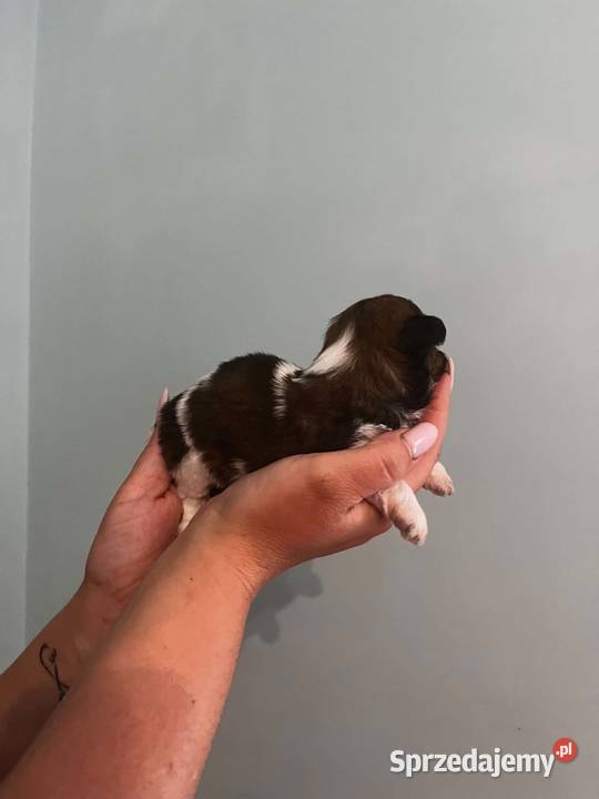 Mini sunia shih tzu Ciechocin