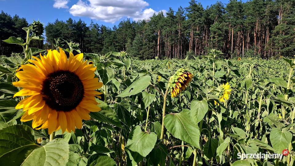 Słonecznik ozdobny na kwiat cięty