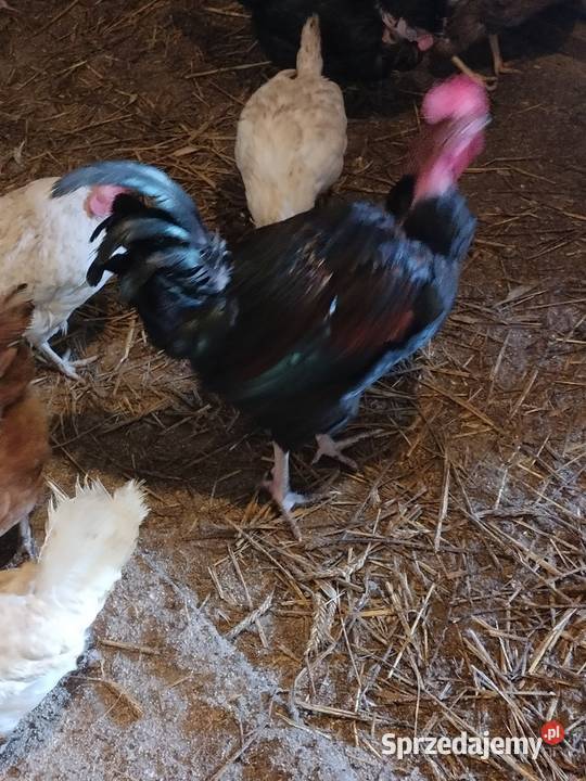 Sprzedam koguty tegoroczne ozdobne Liniewo