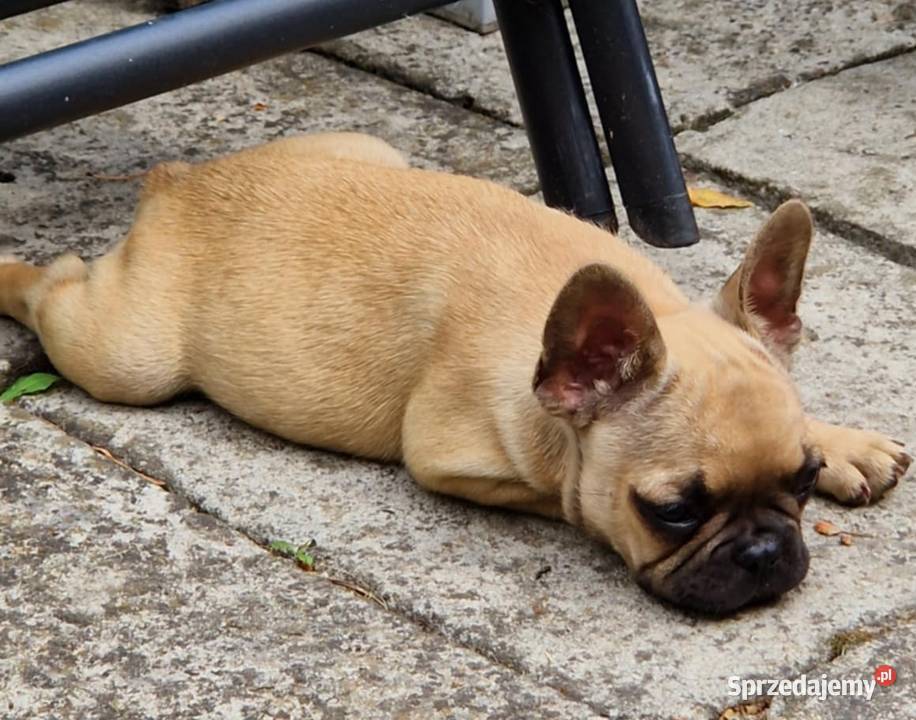 Buldog francuski suczka WIKI ZKwP FCI 3 miesiące Świdnik