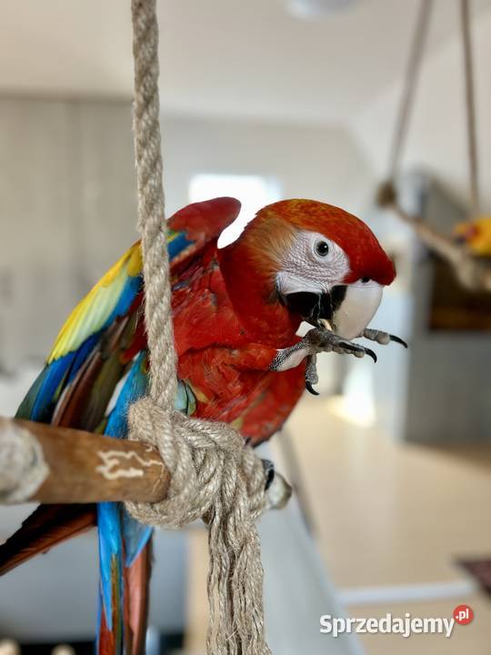 Papuga Ara Macao samiec ręcznie karmiona Brodnica