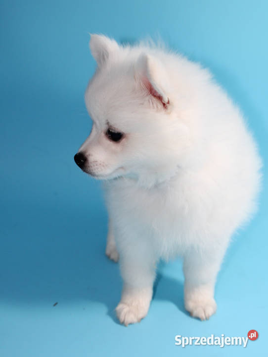 Szpic średni biały Oława sprzedam