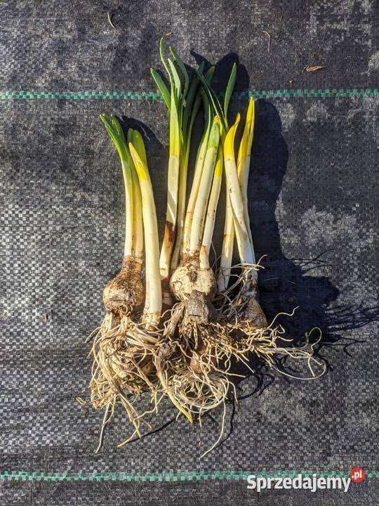 Narcyz żonkil mix lubelskie Lublin