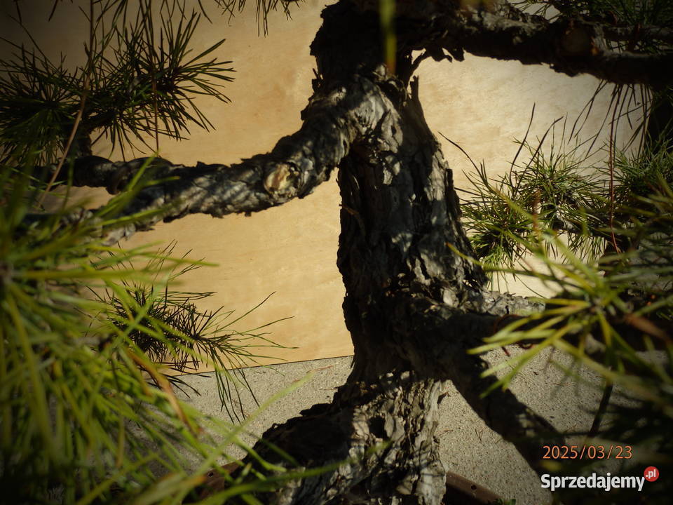 Bonsai Sosna 60 ponad 30 letnia Skierniewice