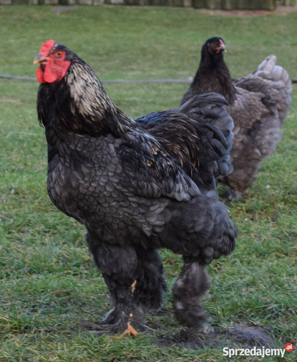 Kury Brahma sprzedam