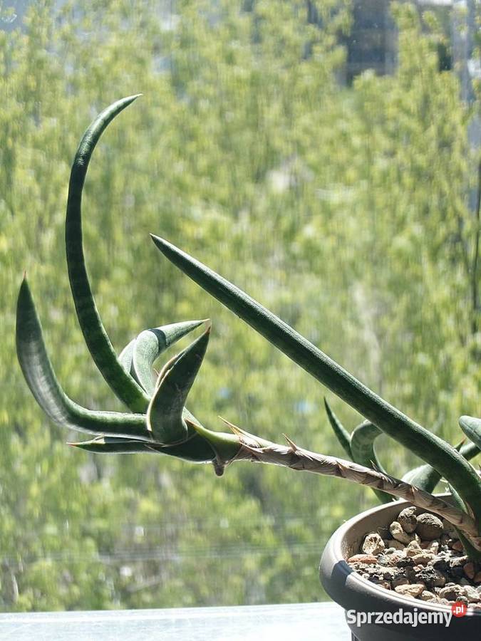Sansevieria ballyi Minnie odrost ok 20 Warszawa