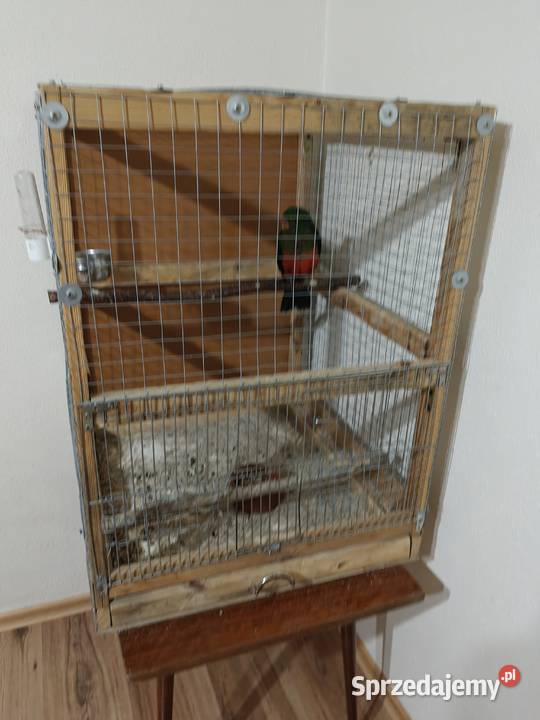 Sprzedam papugę szkarłatkę ręcznie karmiona Ptaki Sochaczew