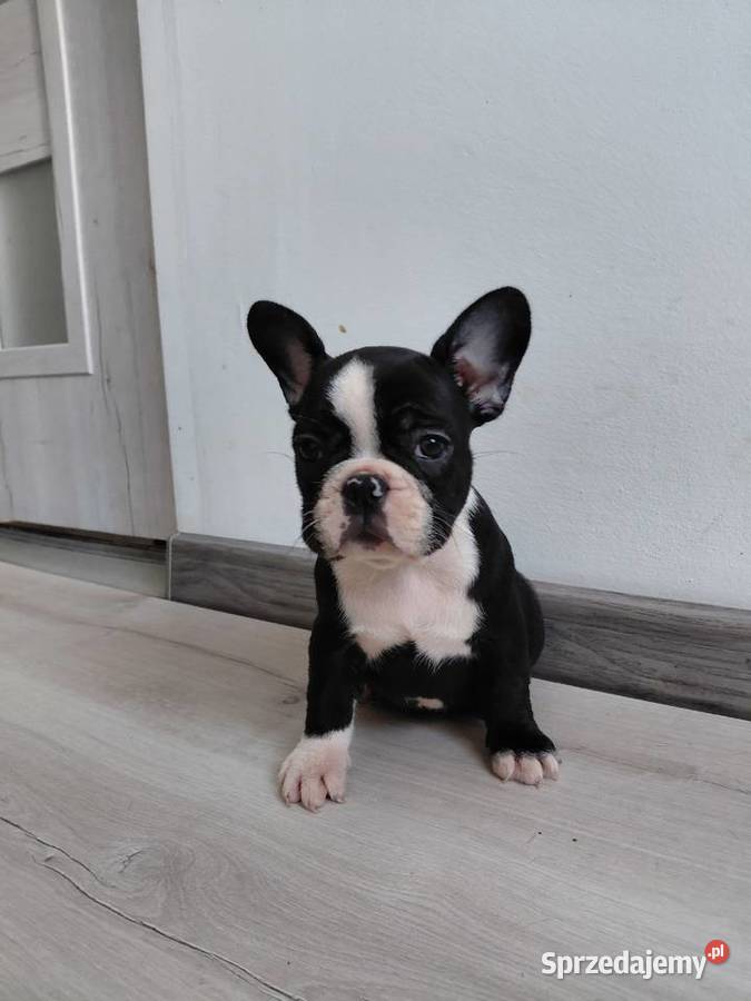 Buldog francuski suczka