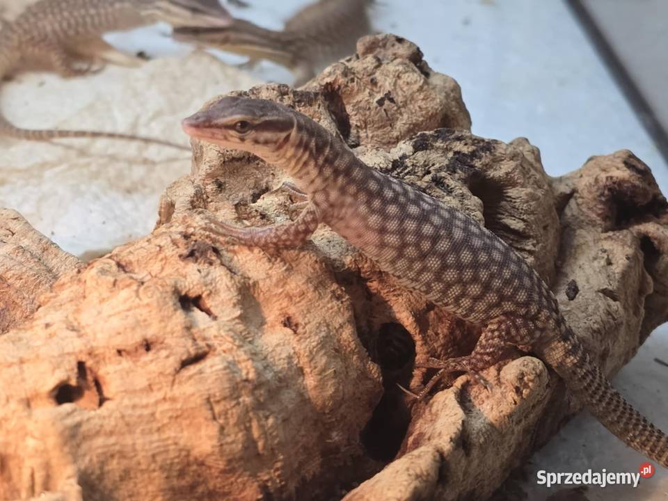 Varanus acanthurus waran kolczastoogonowy Błonie sprzedam