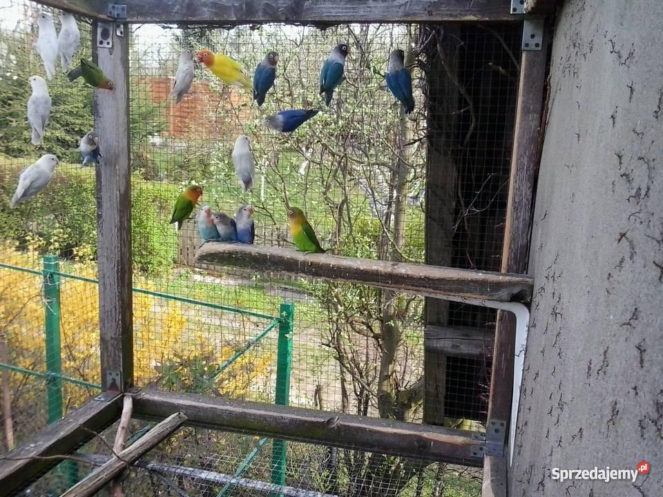 papugi nierozłączki fischera Gniezno