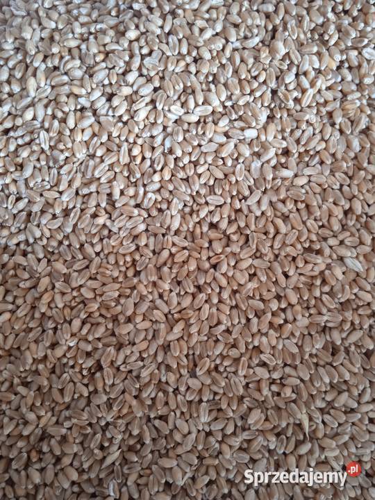 Pszenica paszowa Tarnów sprzedam