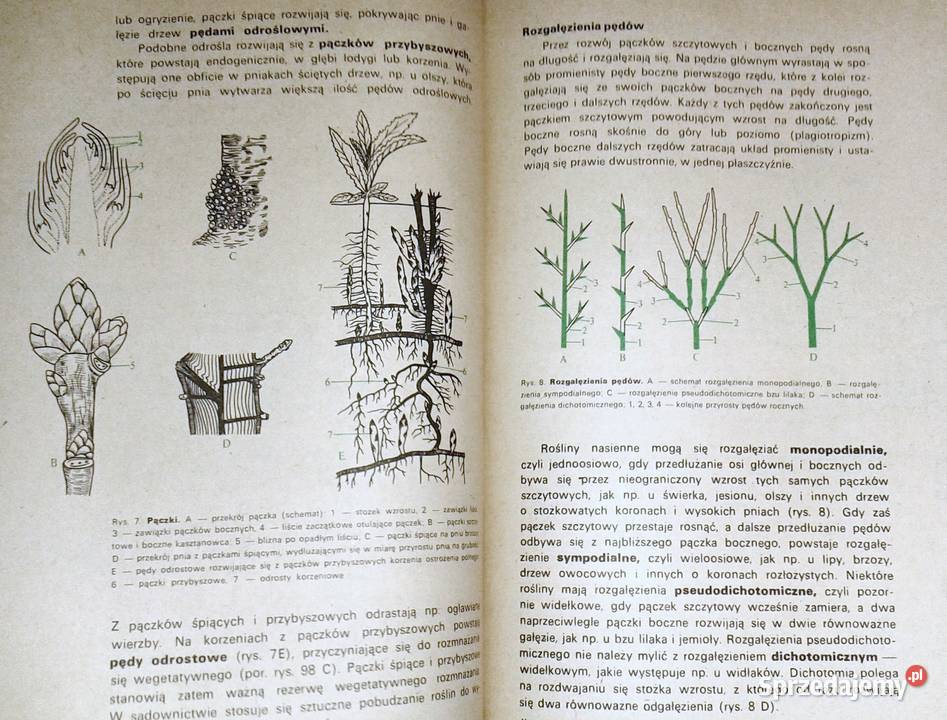 Botanika Jan Radomski Janina Jasnowska Chełm