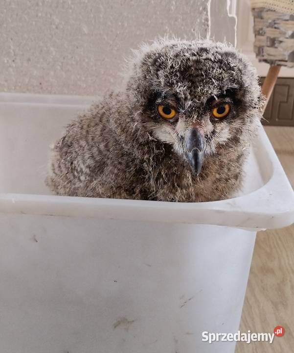 Puchacz Bubo Bubo Nieborowice