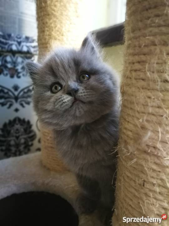 Małe kociaki Warszawa sprzedam