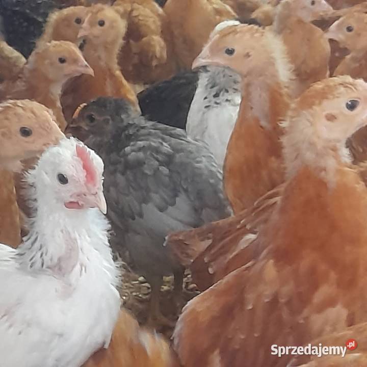 Kury nioski sprzedam Serokomla