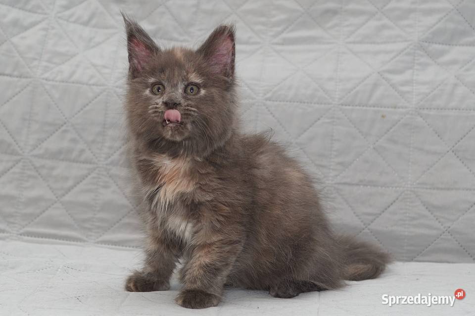 Maine Coon niebieska szylkretowa koteczka Jana Maine Coon Słupno