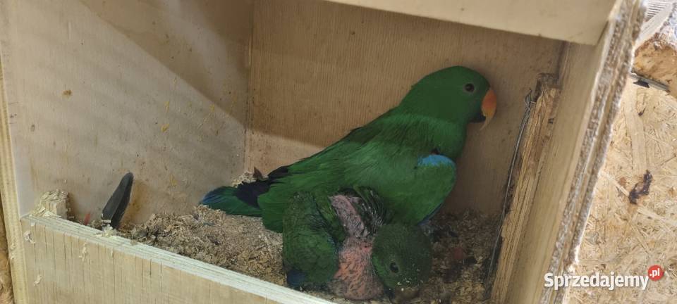 Lora wielka Barwnica samiec do ręcznego karmienia