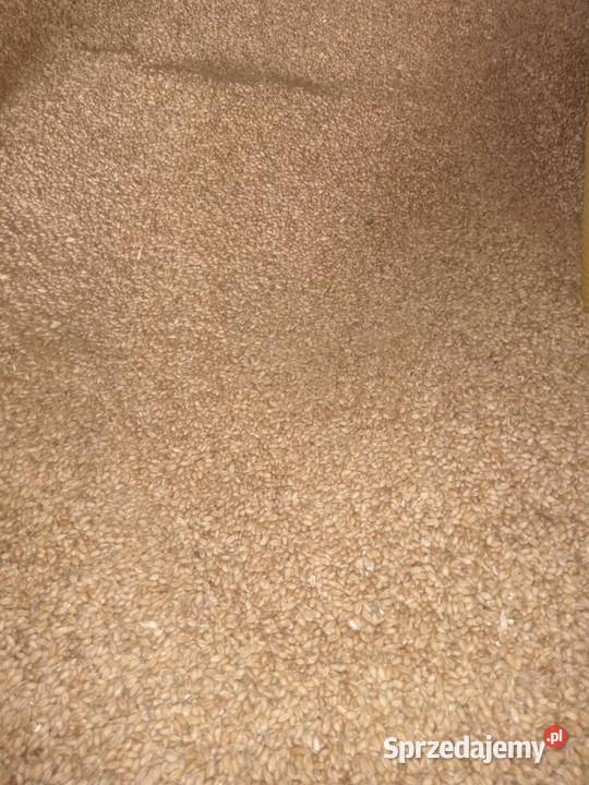 Pszenica 2025 podkarpackie Medynia Głogowska sprzedam