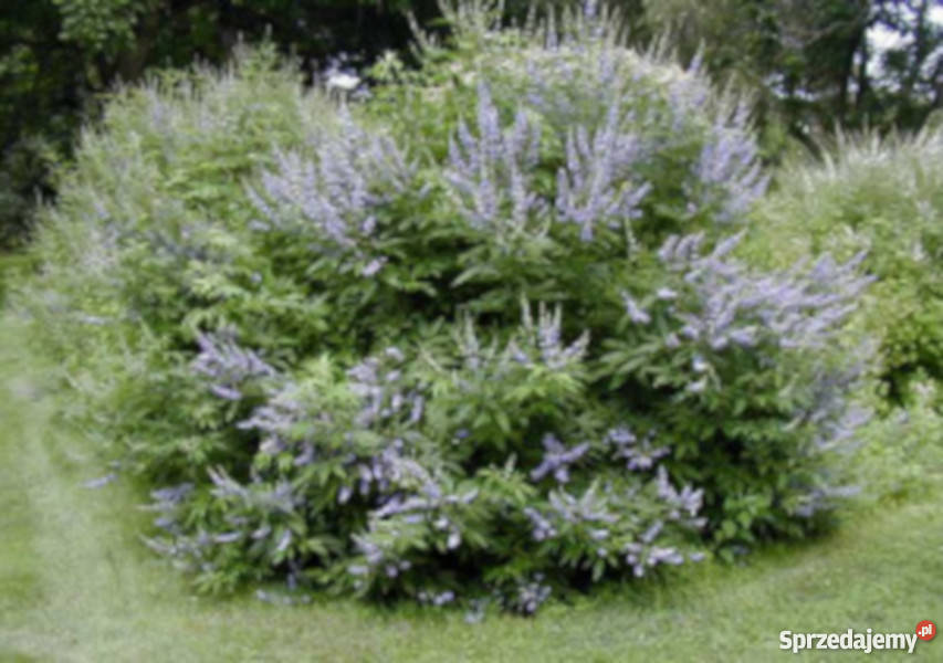 WITEKS Vitex negundo sadzonki w doniczkach sprzedam