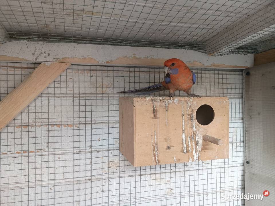 Rozella królewska orange samiec sprzedam