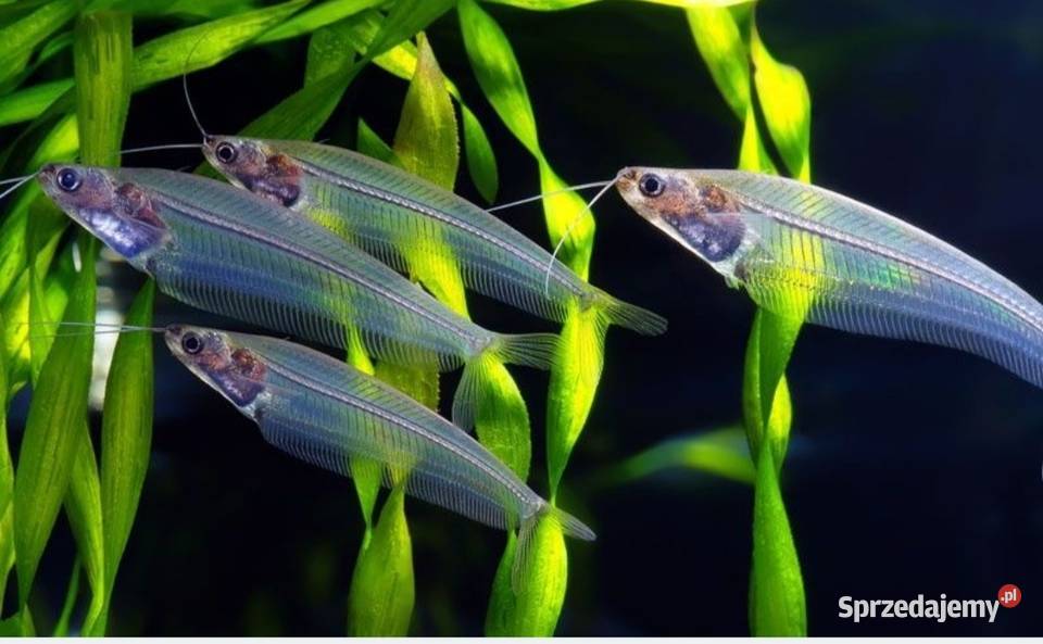 Sum szklistyryby akwariowe rybki akwarium Wygoda