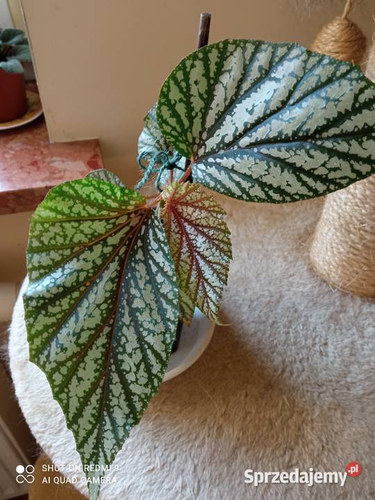 Argenteo guttata angel wings