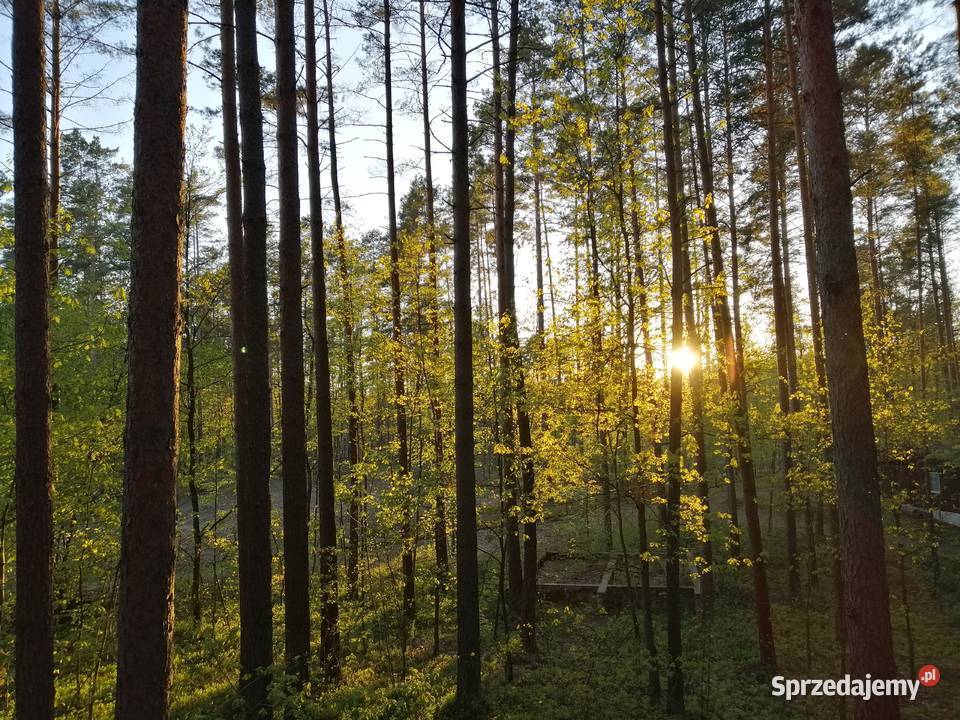 Domek Jagoda Mazury jeziorem Sasek Wielki nocleg