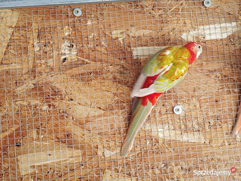 Rozelle białolice 2025 r Brzeziny