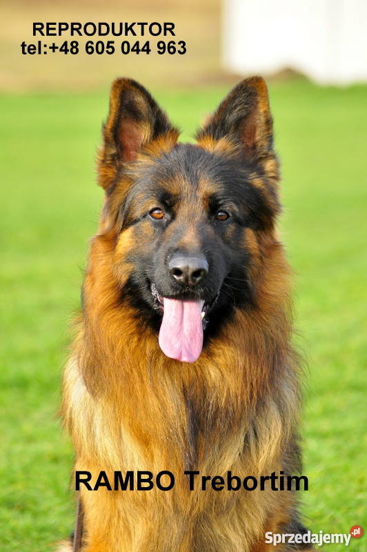 owczarek niemiecki reproduktor długowłosy