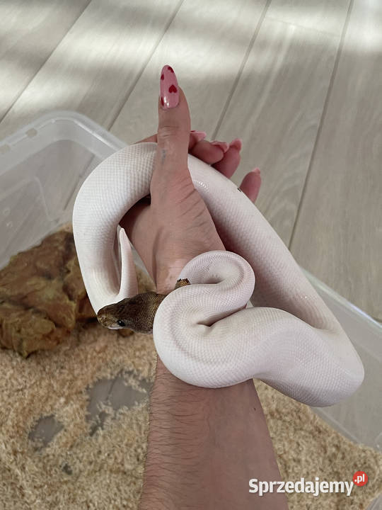 Python Regius Samiec Mojave Piebald poss mazowieckie