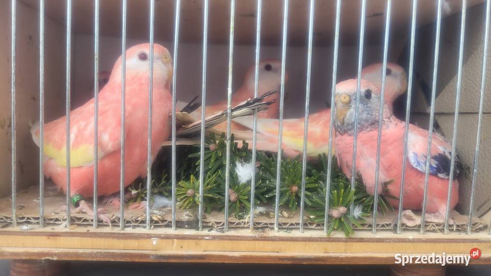 Papugi lilianki Wieliczka