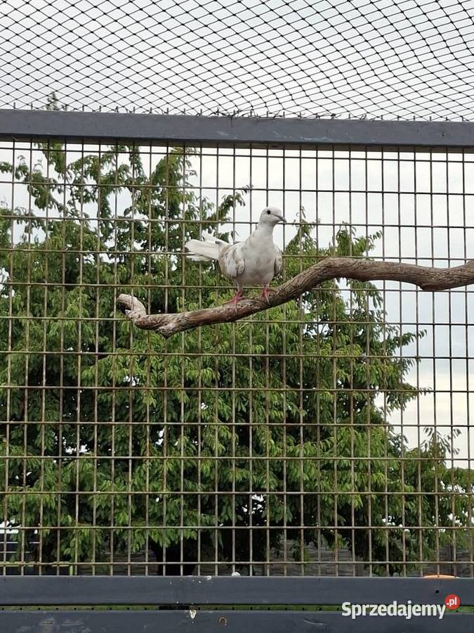 Cukrówka Jarocin sprzedam