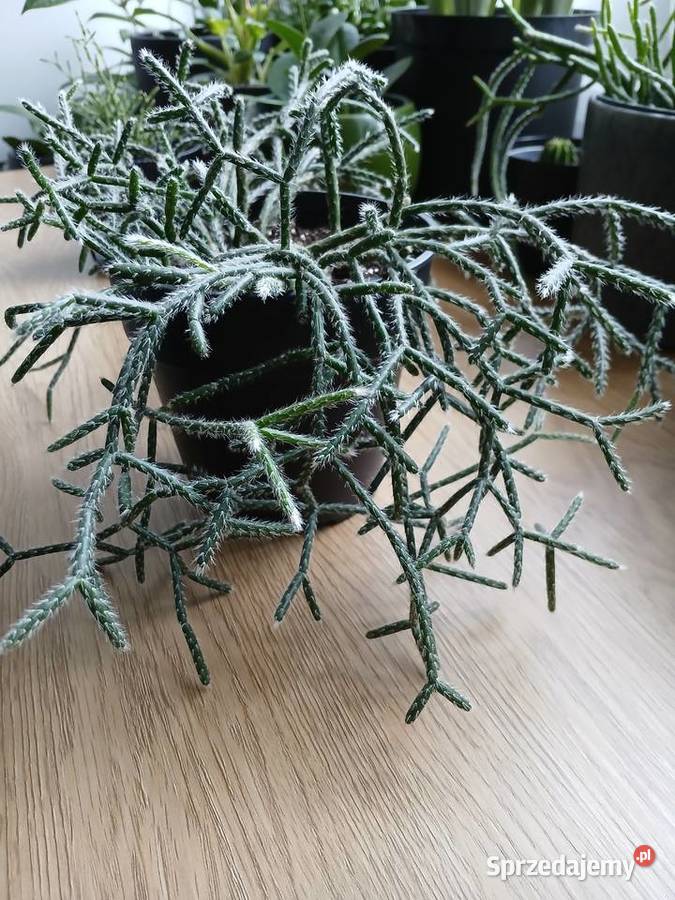 Rhipsalis Pilocarpa patyczak Częstochowa