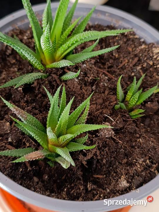 haworsja pasiasta sukulent do pilnej sprzedaży Poznań