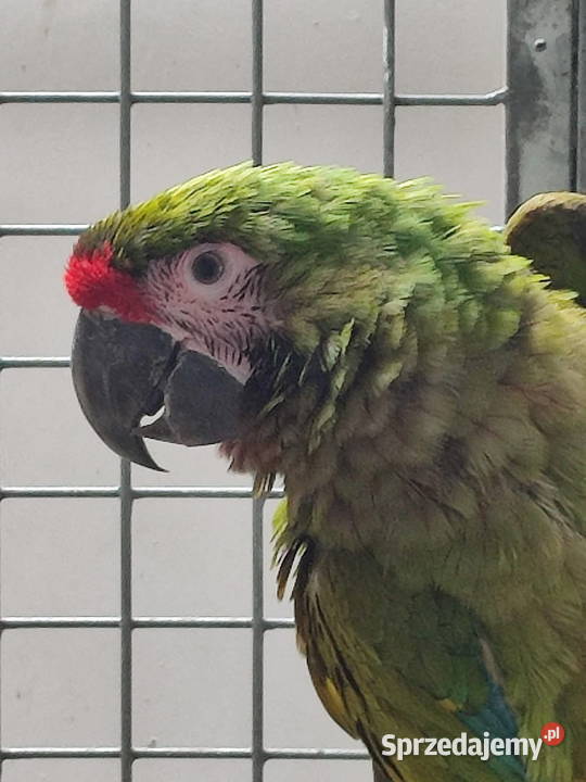 Ara militaris samica 2021 super kondycja cites