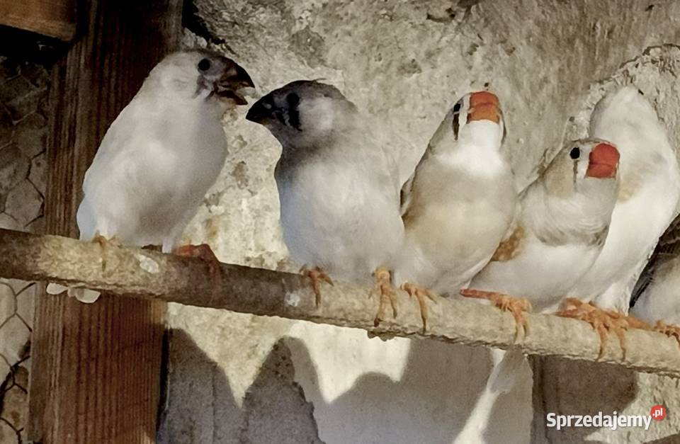 Sprzedam zeberki łódzkie Gorzkowice