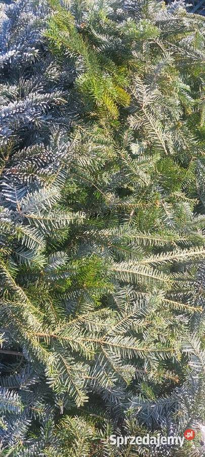 Drobne gałązki Stroisz Jodła pospolita