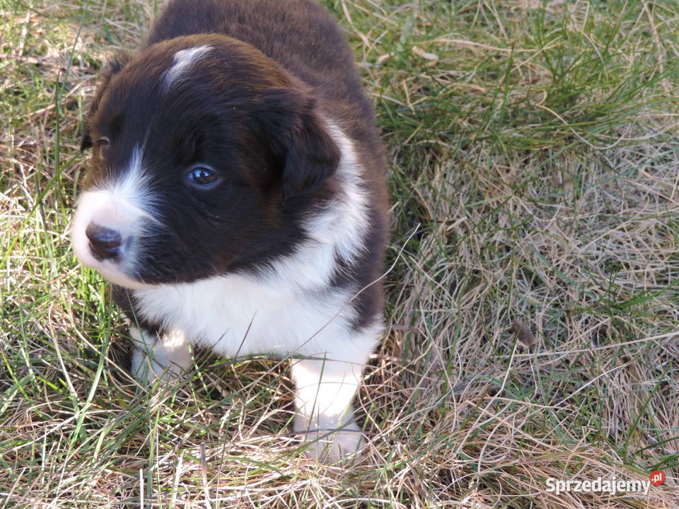 Border collie piękne mądre pieski i suczki Kołobrzeg