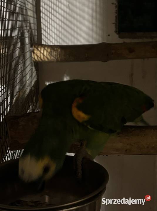 Amazonka niebieskoczelna samiec 4 lata świętokrzyskie Kowala