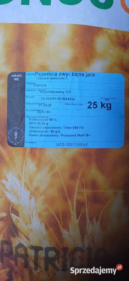 Pszenica jara Patricia oścista Produkcja roślinna Siedlce