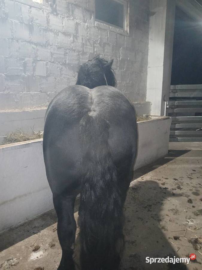 Kary 3 lata Skarżysko-Kamienna