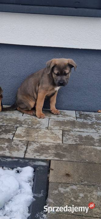 Cane Corso pieski rodowodowe płowe sprzedam
