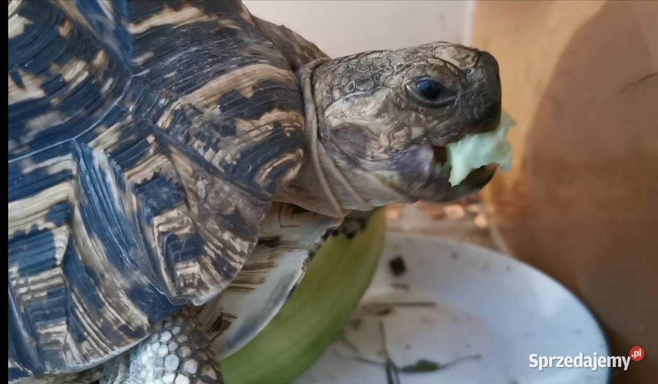 Żółw lamparci Wrocław