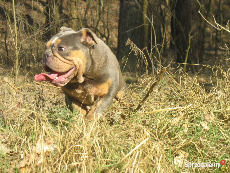 Buldog angielski reproduktor Nowy Tomyśl