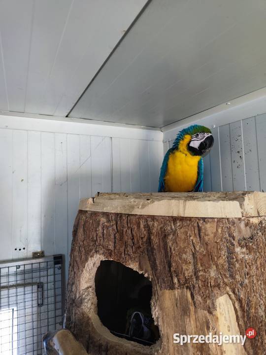 Ary ararauny para lęgowa śląskie Pszczyna sprzedam