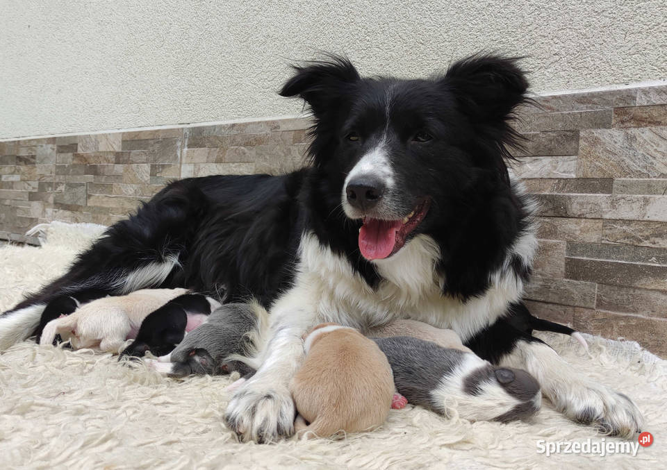 Kolorowe Border Collie blue eered czarnobiałe podkarpackie Iwonicz sprzedam