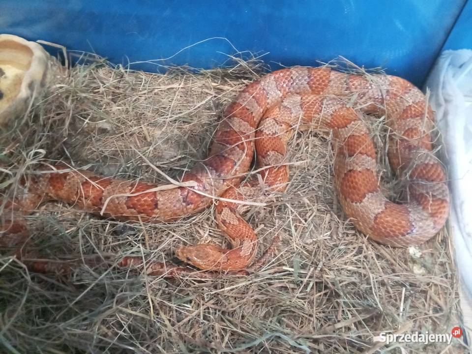 2 węże zbożowe Ruda Śląska sprzedam