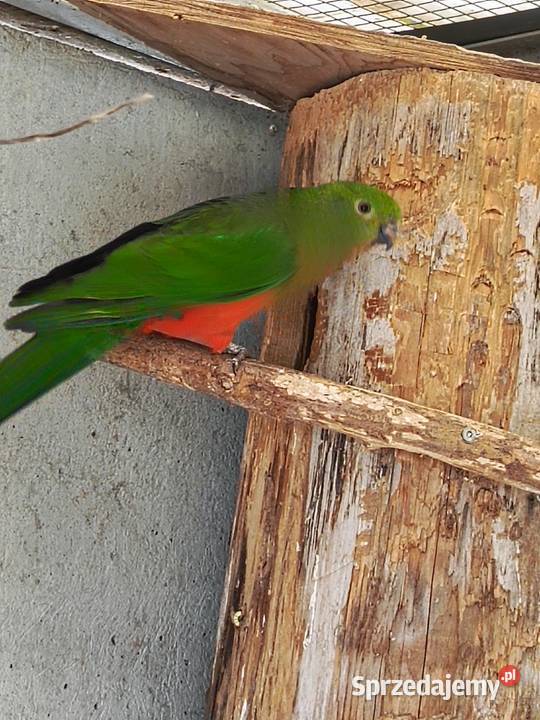 Szkarłatki królewskie para wielkopolskie Pamiątkowo