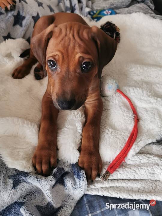 Rhodesian Ridgeback Rodezjan Szczeniaki Wolne podlaskie Łomża