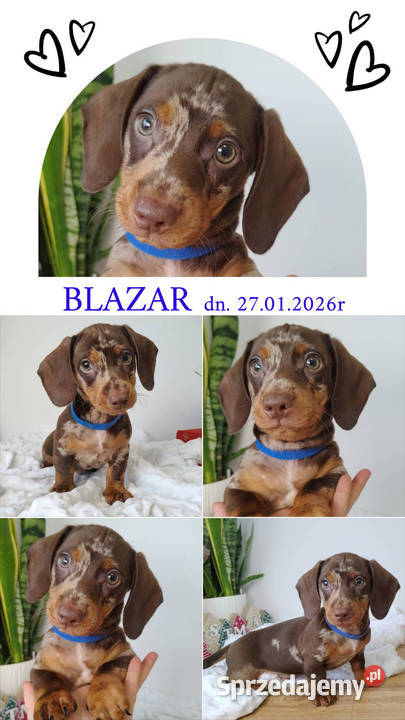 SAMIEC Jamnik krótkowłosy Choco Merle podpalany Kraków